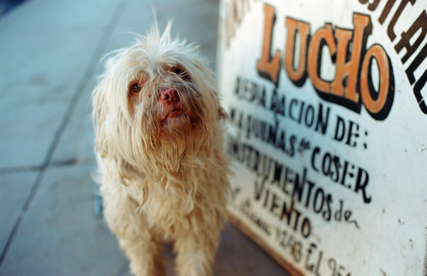 Lucho Perro | Canon AE1 | 50mm 1.4 | Katt Janson Merilo