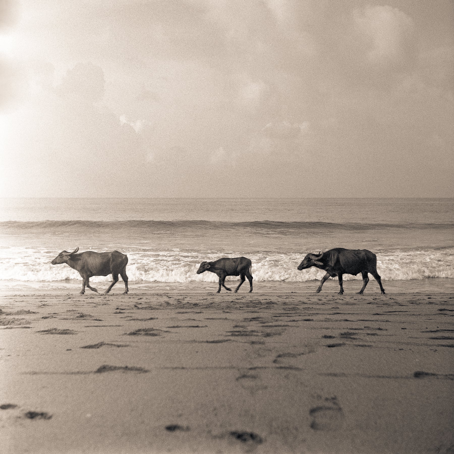 Three Cows | Gokarnai India | Weltaflex TLR | HP5 | Tristan Aitchison