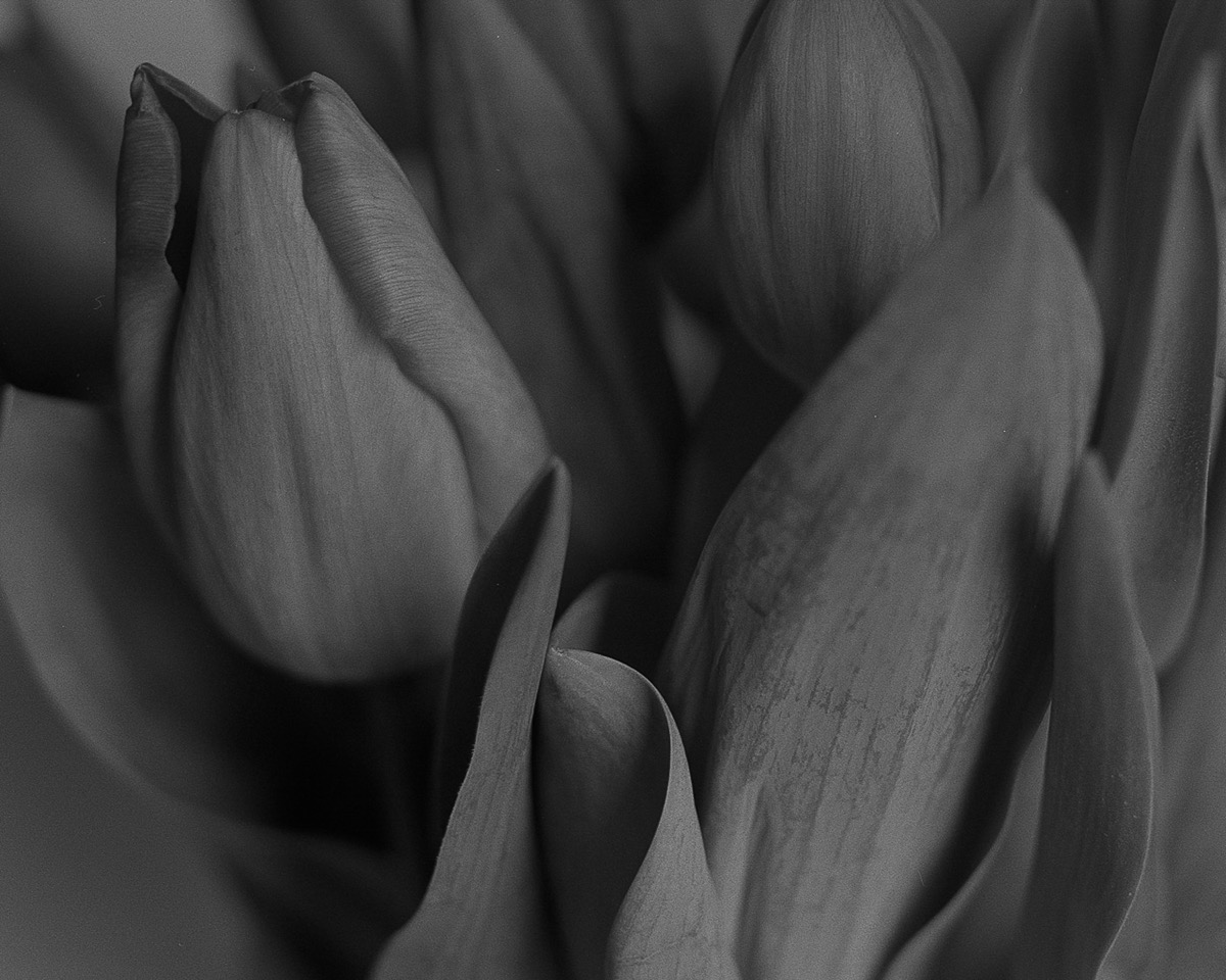 Past  | Flowers  |  RB67  | 90mm  | Todd Connaghan 