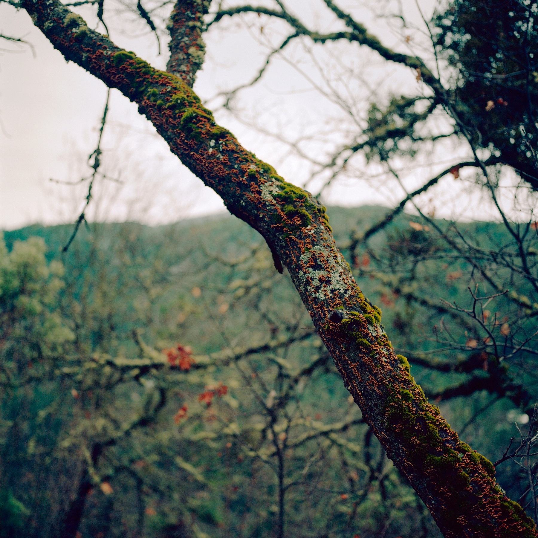 Branch | Hasselblad 500cm Kodak Ektar | Colton Allen 