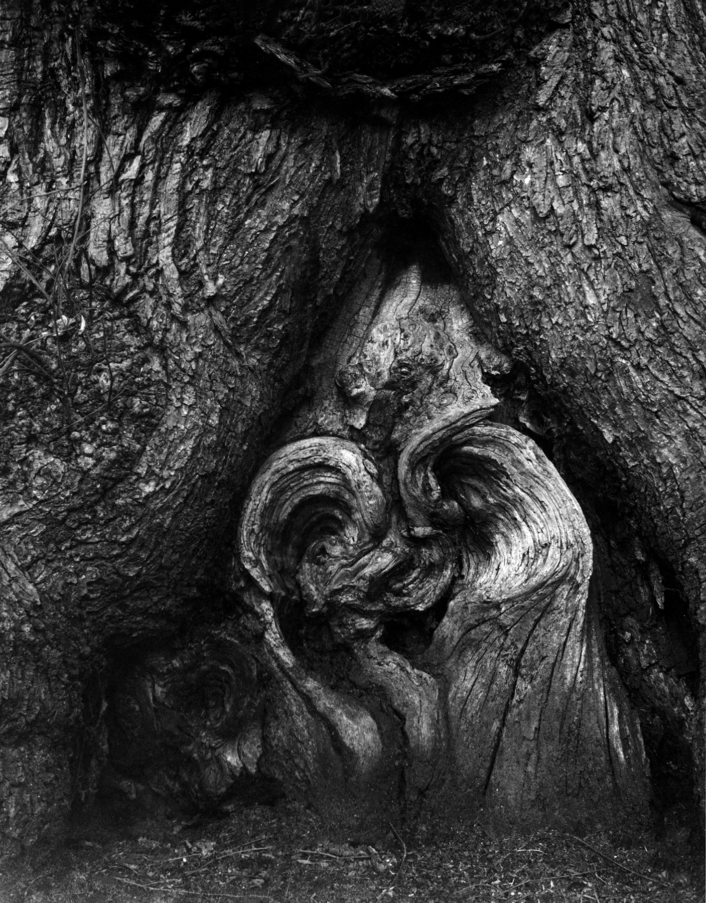 Heart Of Oak | Linhof and Schneider 135mm | Karen Thurman