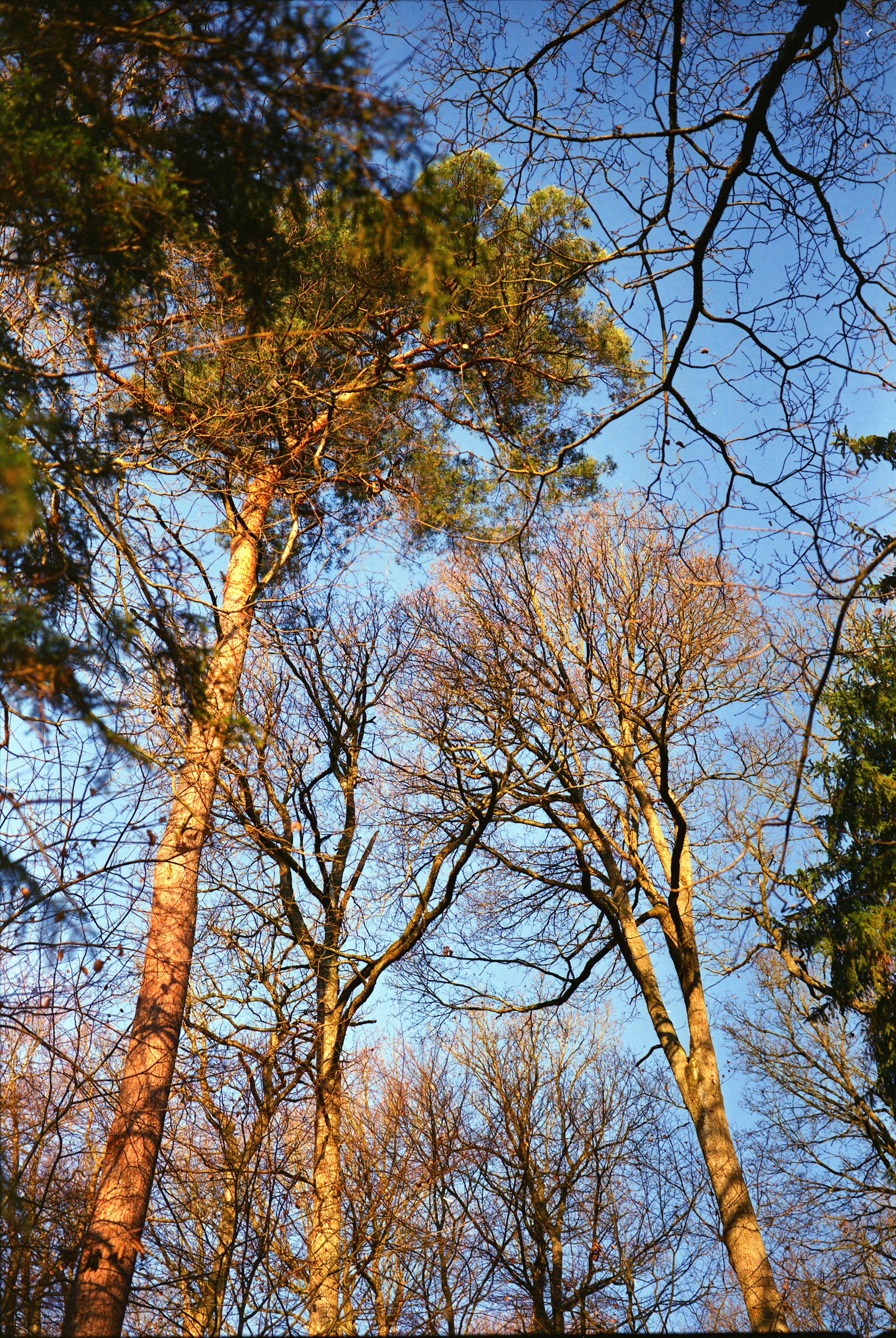 Oestelbachtal II | Fuji GW690 III | H.P. Linz