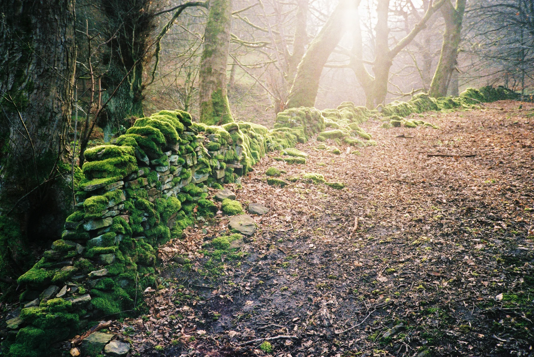Untitled | Olympus XA4 Superia 200 | Lucy Wainwright