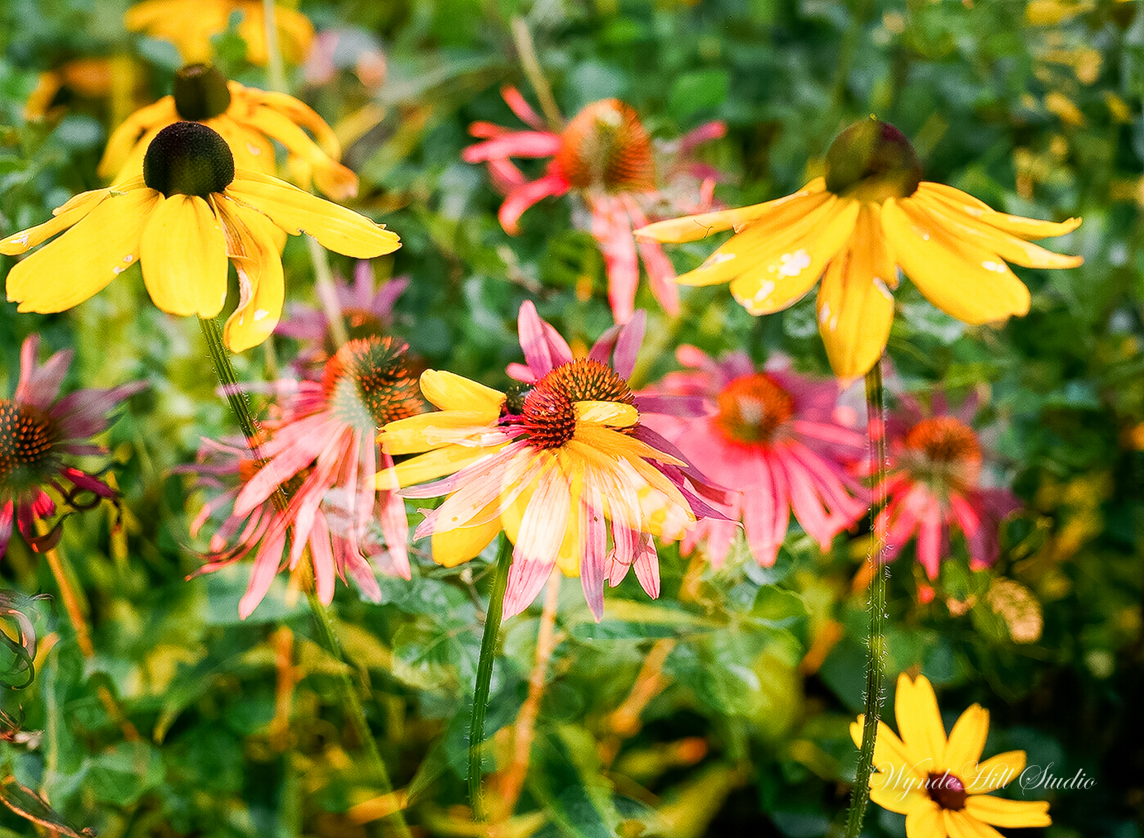 Ghostly Flowers | Mamiya 645 Pro TL | 80 mm | Robert Rogers