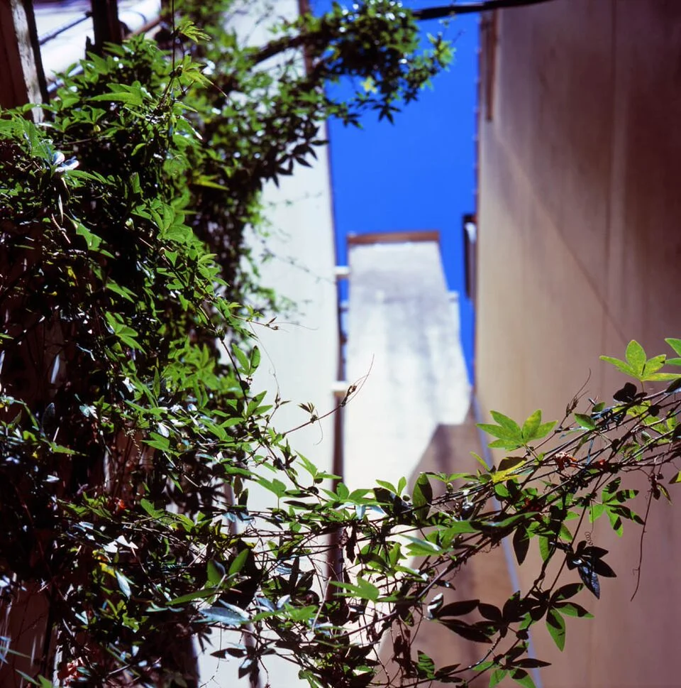 Mamiya C220, Mamiya Sekor 80mm f/2.8 S, Velvia 100