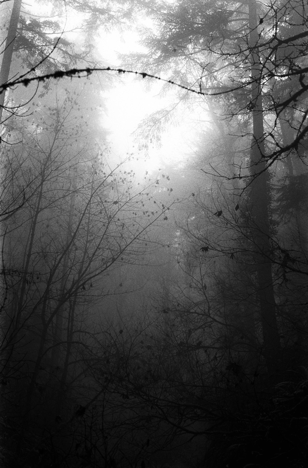 Forest Park Morning Fog | Minolta X700 50mm | Sarah Taft