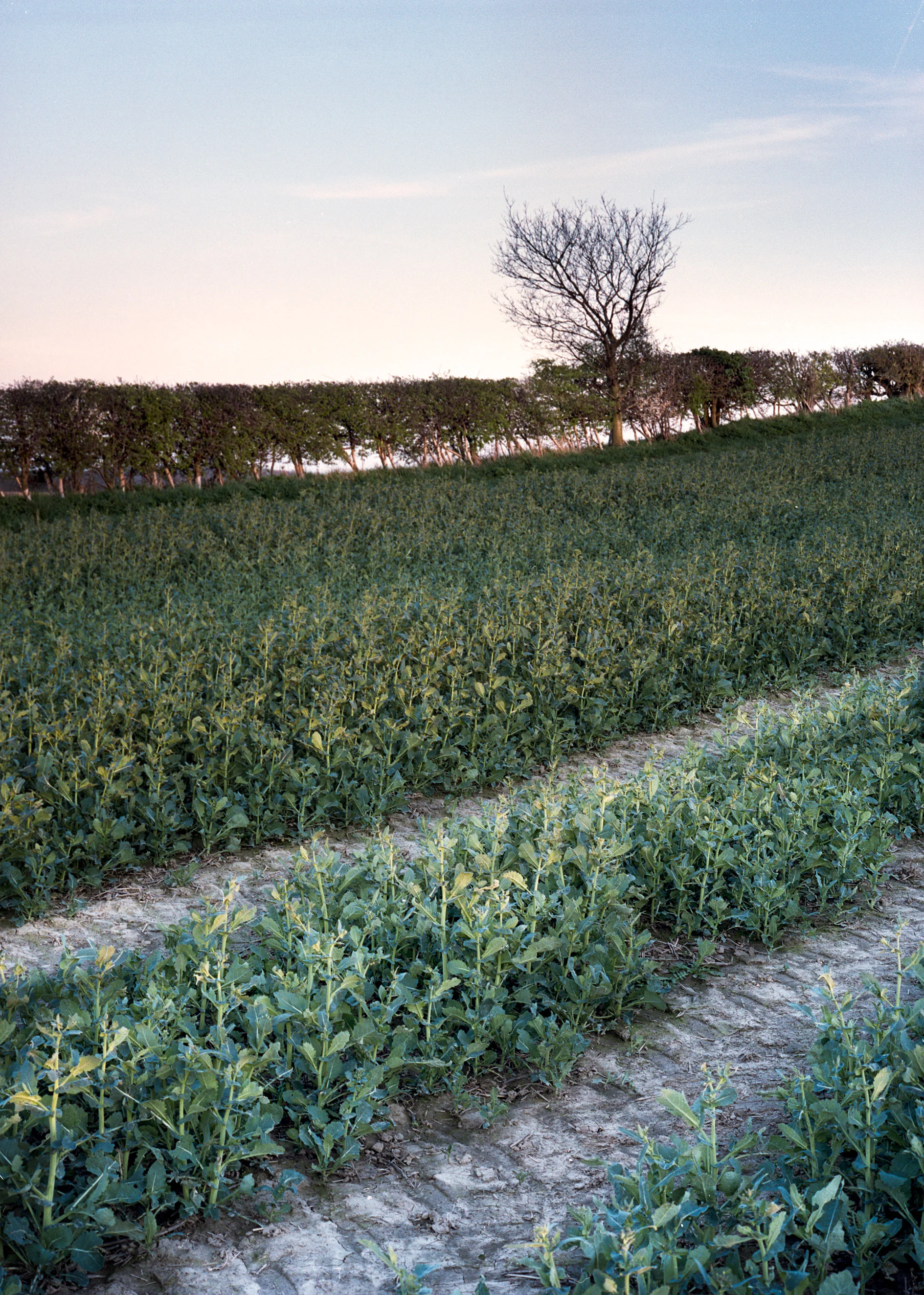 Mamiya 645 Pro TL, 80mm, Portra 160. The evening was borderline cloudless and the contrast range was pretty high. There were 4 stops between the sky area and the grass/path in the foreground. Using Portra allowed me to meter for the foreground without worrying about losing detail in the sky. 