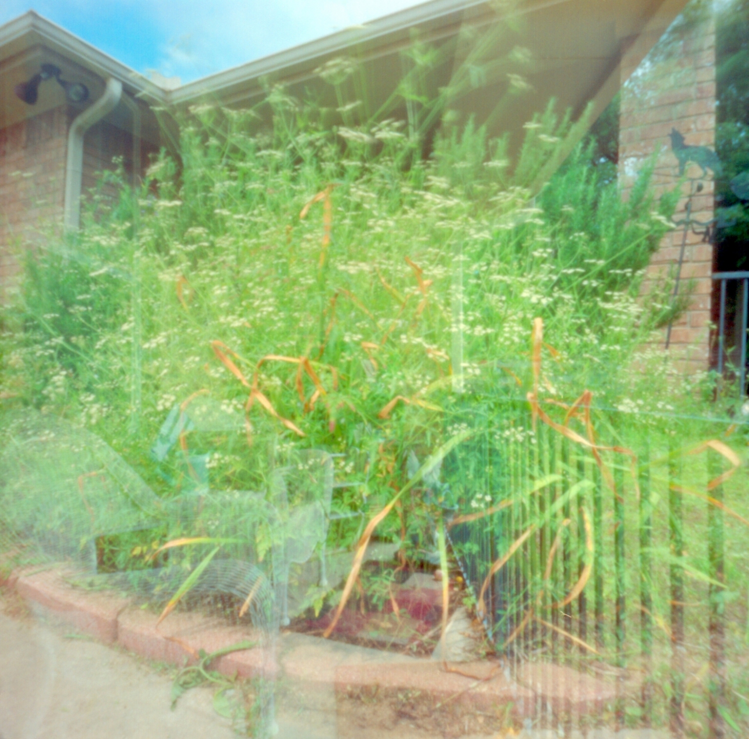 Front Yard Double Exposure