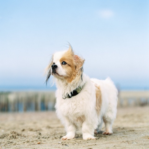 Little Big Emperor | Fuji 400h | RZ67 110mm 