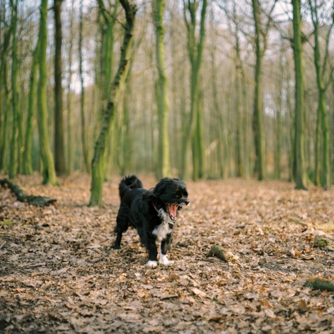 The Science of Yawn | Portra 800 | Pentacon Six 80mm 
