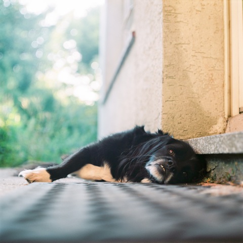 Summer Lawn | Fuji 400h | Pentacon Six 80mm