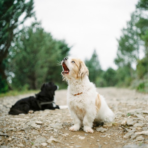 Song For The Unsung Heroes | Portra 800 | Pentacon Six 80mm 