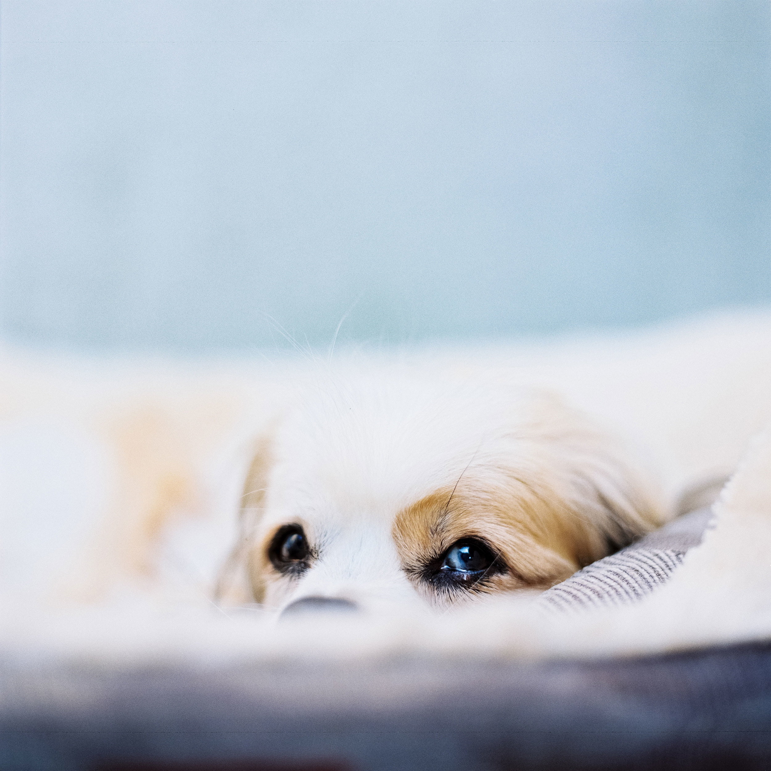 Nils Karlson | A senior's puppy eyes | RZ67 | 110mm | Portra 800