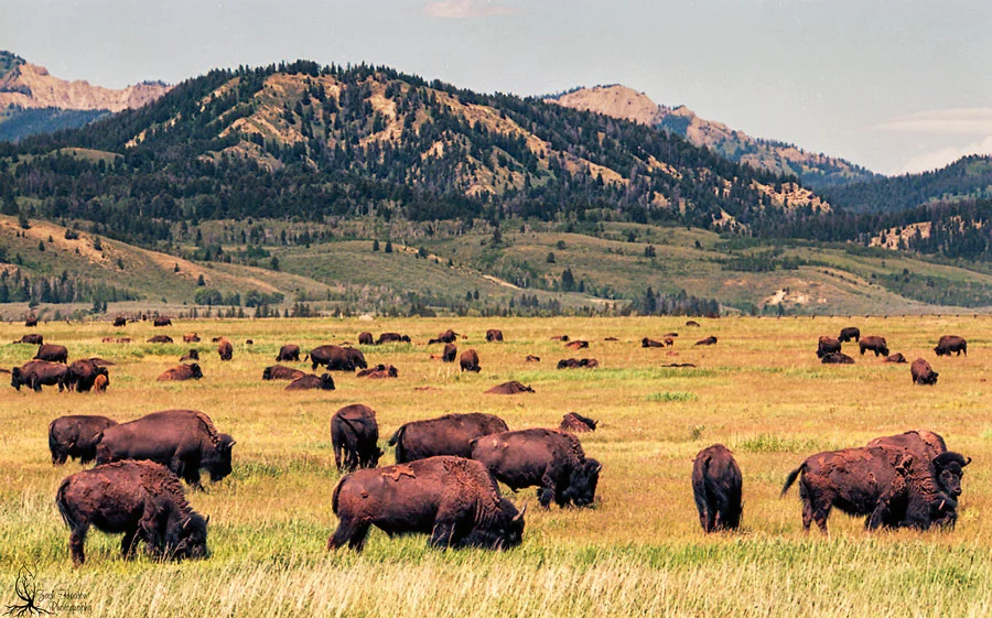 Nikon F5 | Tamron SP150-600 | Really Right Stuff | F\8-1\500SEC. Stopped to photograph a large heard of bison grazing in the mid-day sun.