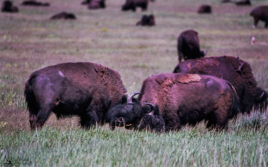 Fighting bison. NikonF5 | Tamron SP150-600 | Really Right Stuff | Ektar100 | F8-1/500 Two bison giving the crowd a show. 