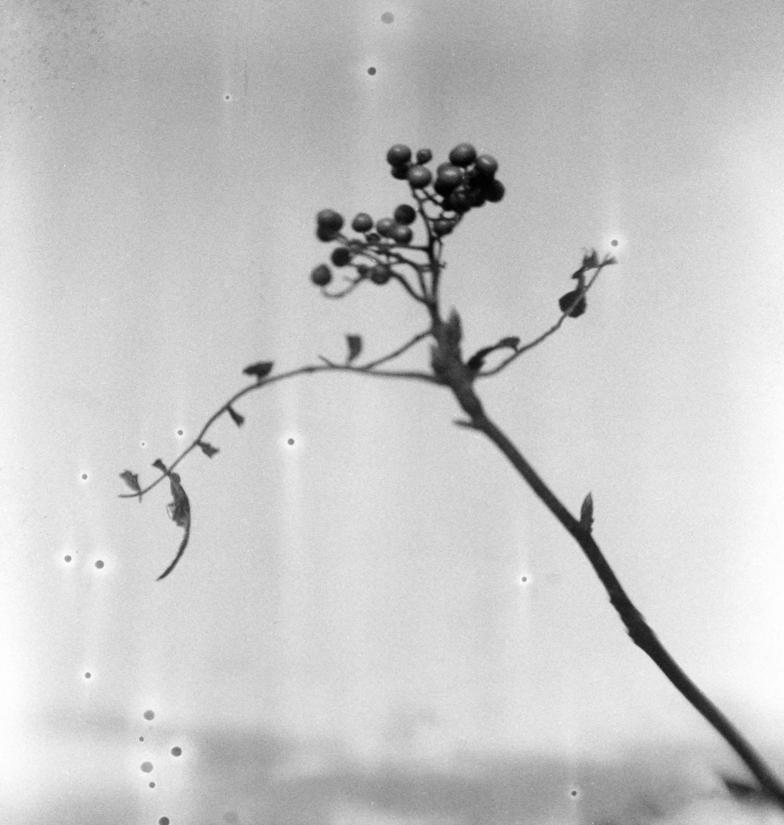Berries and Bubbles | Brownie Hawkeye | Tri-X | Lucy Wainwright