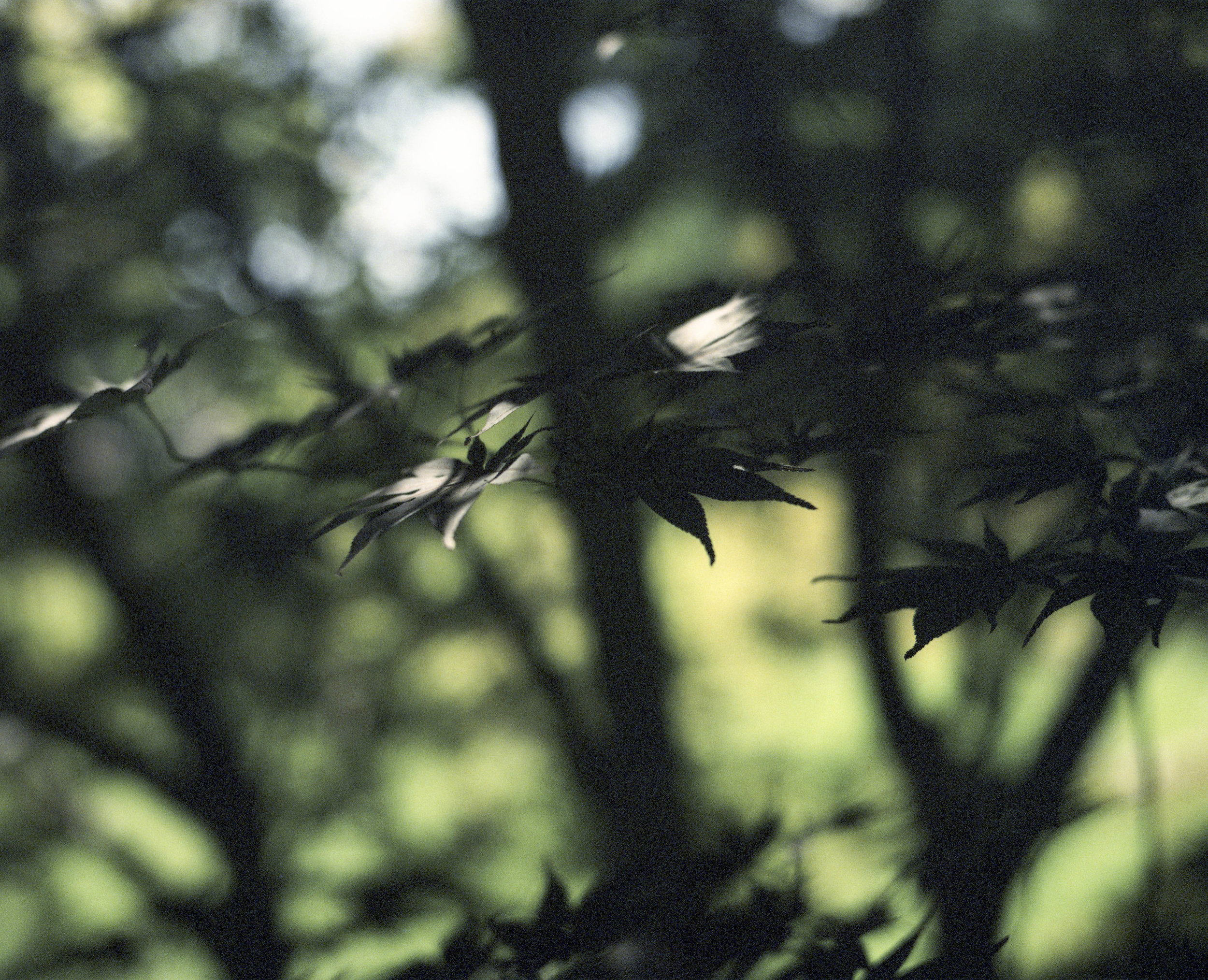 Adrian Gilliam | Japanese Maple 2 | Mamiya Press Super 23 | Mamiya-Sekor 100mm f3.5 E | Kodak Ektachrome 64