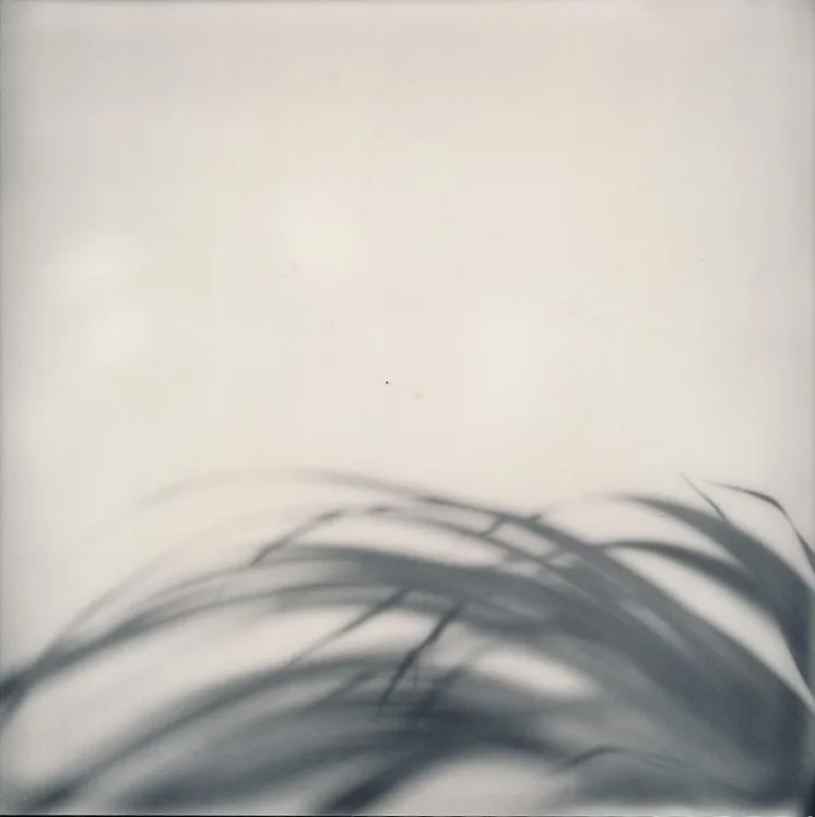 abstract plant by Sarah Bucher https://www.instagram.com/p/BLvNbG4gg19/ 