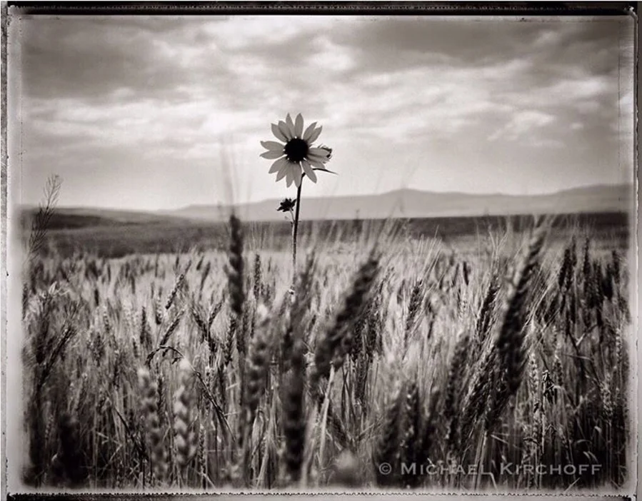 'Sunflower, Colorado' by Michael Kirchoff https://www.instagram.com/p/BLo5kR2lfIl/?taken-by=michaelkirchoff