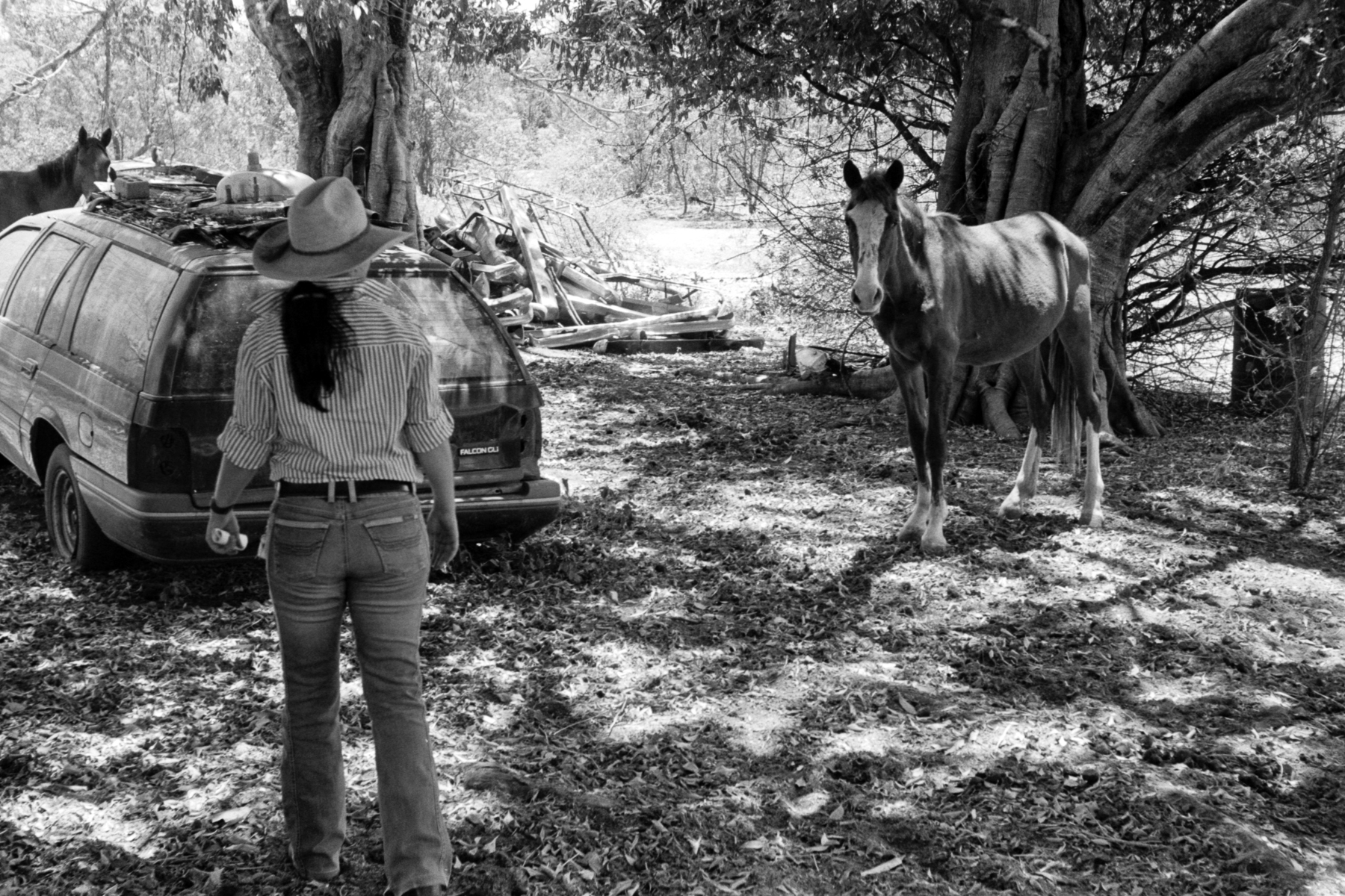 Junkyard Horse