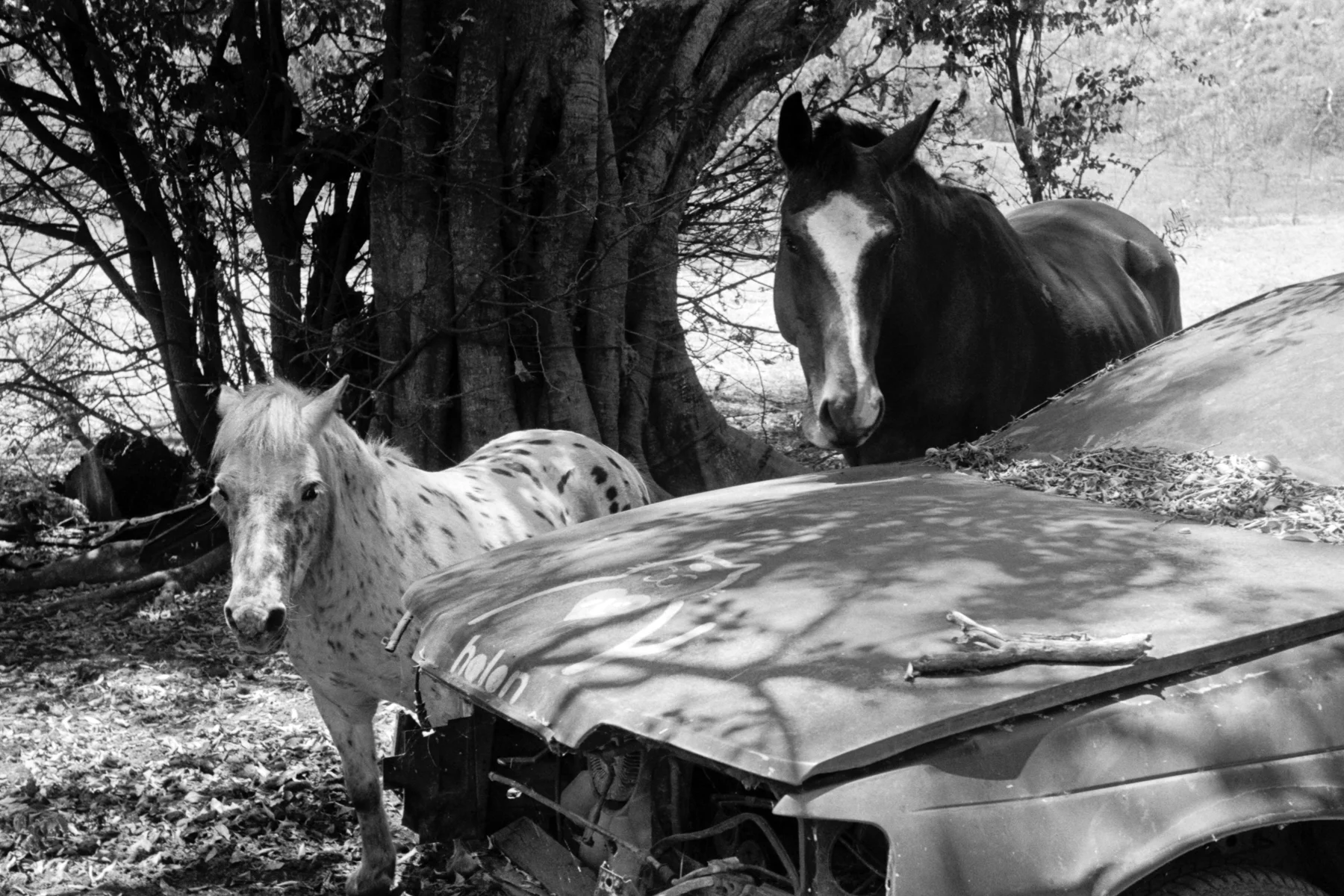 Junkyard Horses