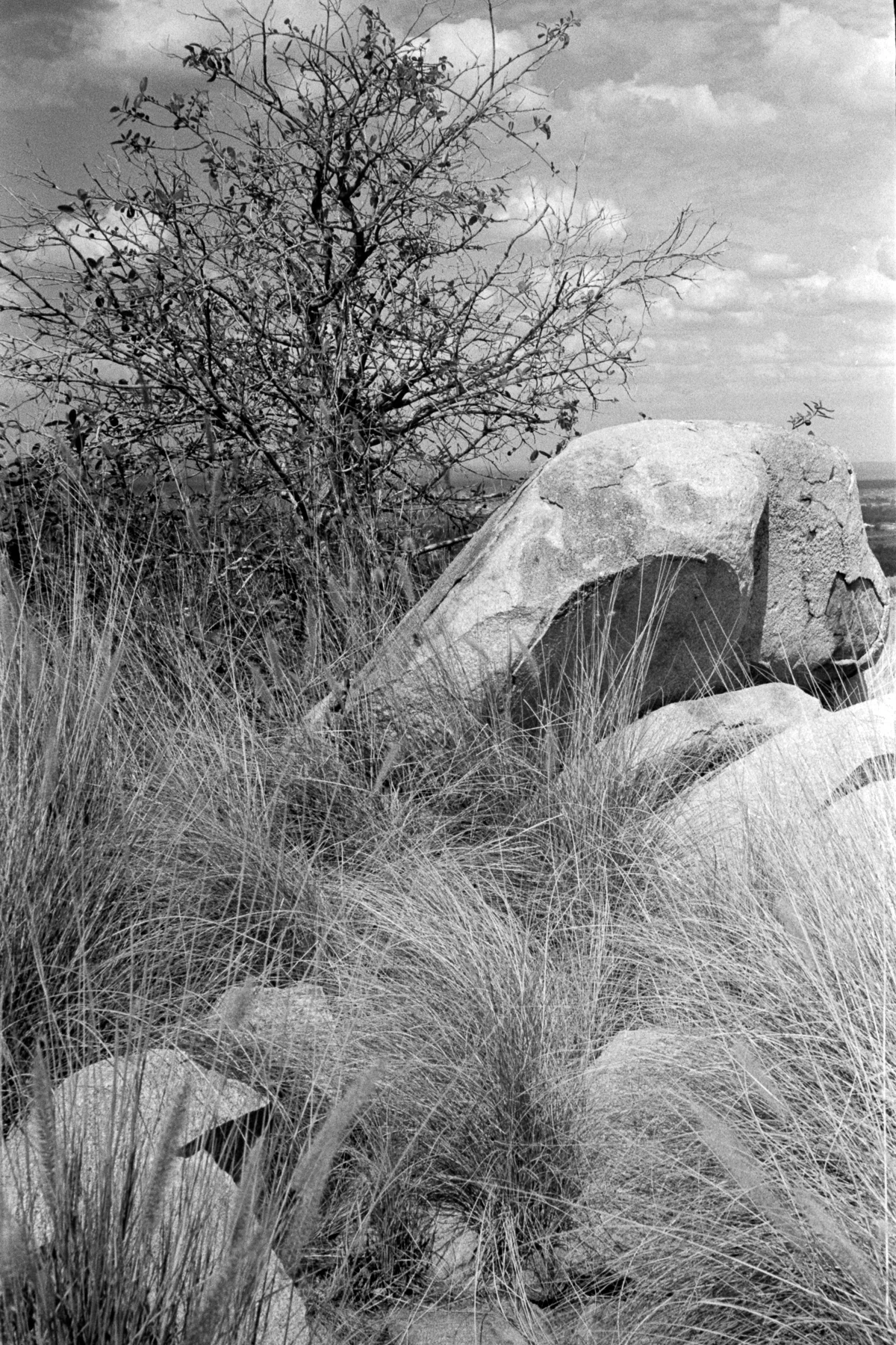 Rocks and Spinifex