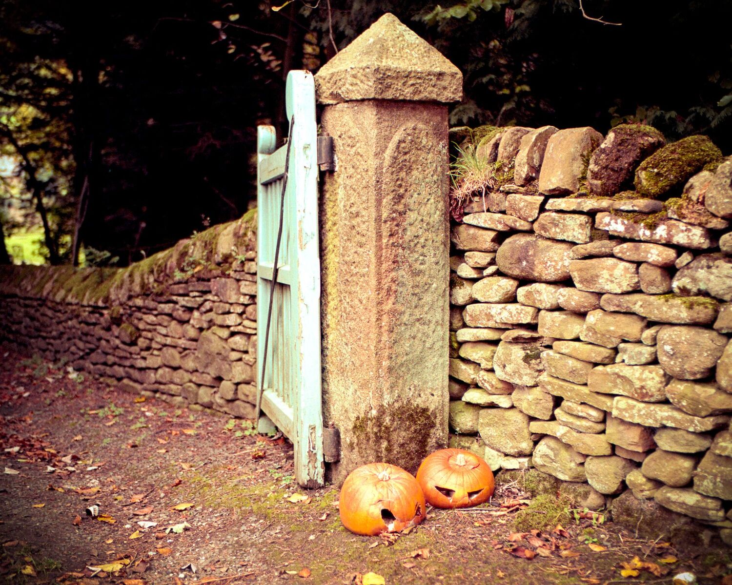 Dead Pumpkin | Leica M6 | 35mm | Portra 160 | russell jones-davies