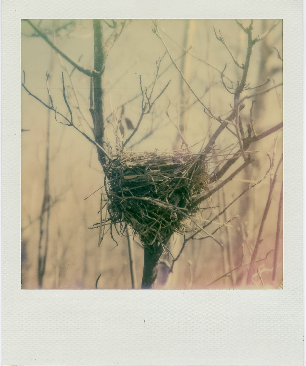 Nest | Polaroid SX70 | Impossible Film | Todd Connaghan