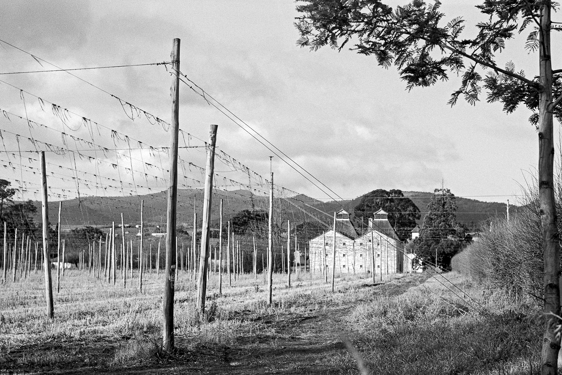 Hops Field Tasmania | KW Praktina FX | Carl Zeiss Jena 58mm f2 Biotar | Fujifilm Neopan Acros 100, developed in Ilford ID-11 1+3 | Brett Rogers