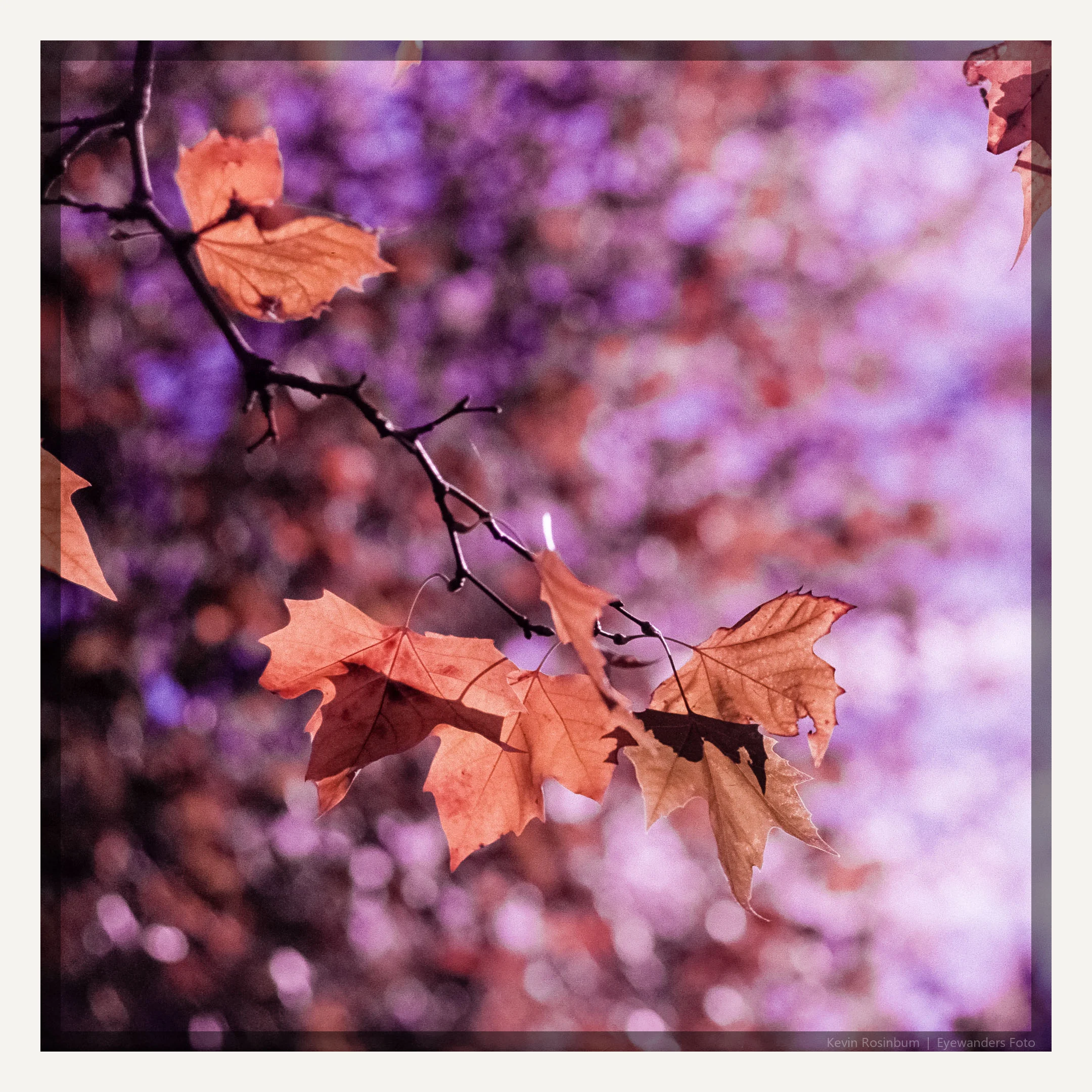 Kevin Rosinbum | Obviously Autumnal | Pentax LX | FA 77mm | expired Konica Pro 160