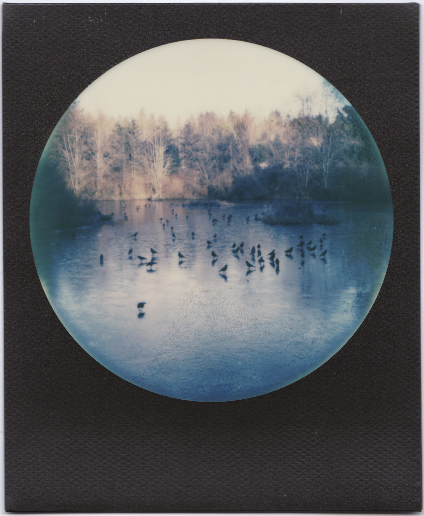 Crows On Ice | MiNT SLR 670S | Dave Morgan