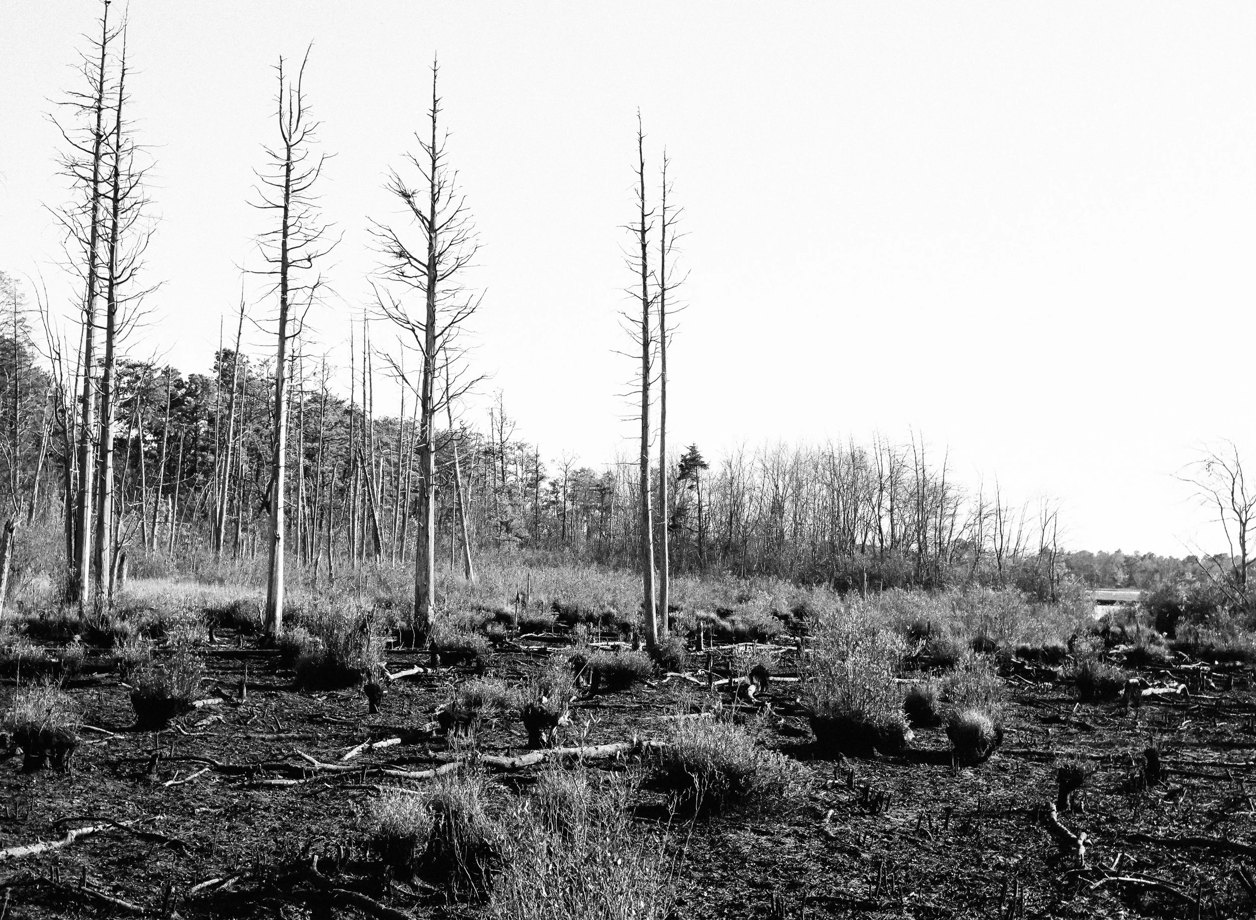 wasteland | Pentax 645N | SMCPentax FA 645-75mm F2.8 | Kodak T-Max 100 | Michael Fauscette