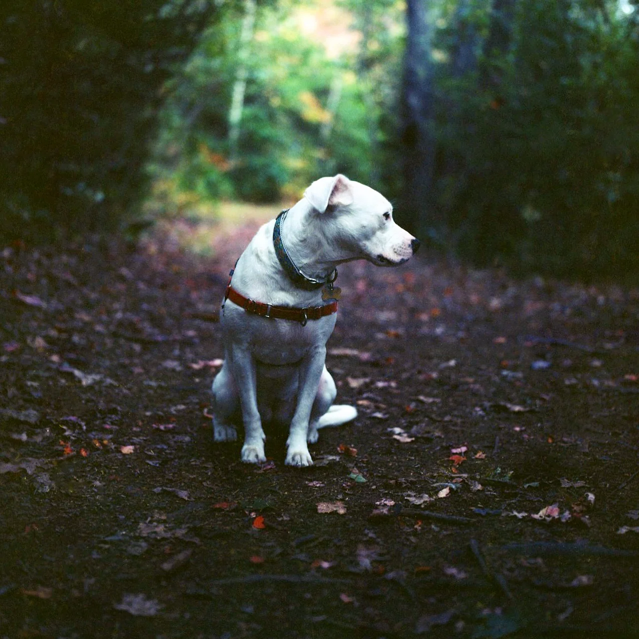 Sugar | CanonTL | Kodak Ektar 100 | Jennifer Battis