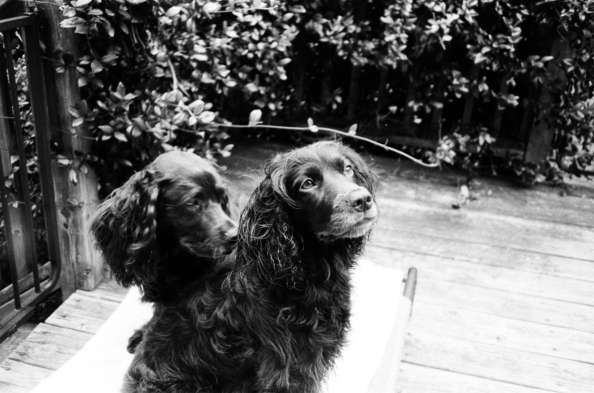 Izzie and Wren 2 | Olympus Infinity Stylus | Arista EDU Ultra 400 | Adrian Douglas Gilliam