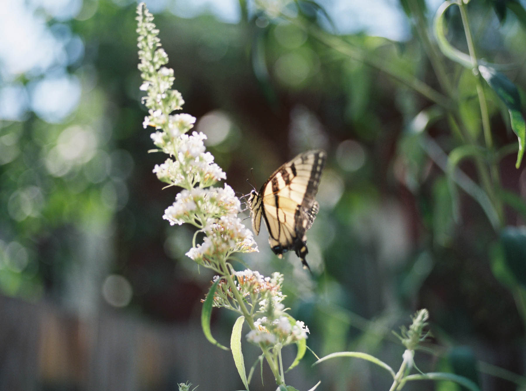 a kaliedoscope of butterflies.jpg