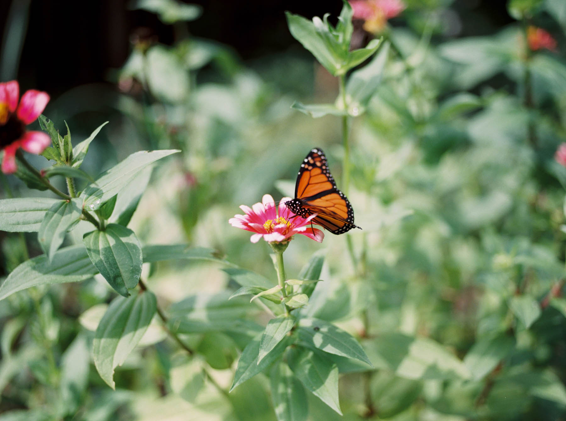 a kaliedoscope of butterflies-8.jpg