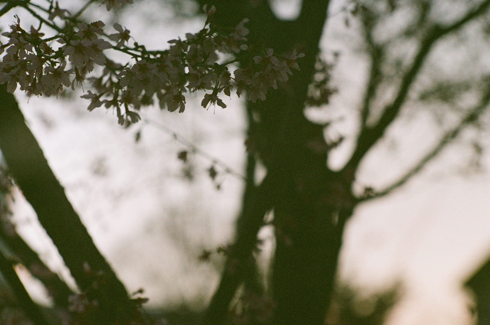 Adrian Gilliam | Japanese Apricot 5 | Zorki 4K | Jupiter 9, 85mm f2 | Kodak Pro 400MC