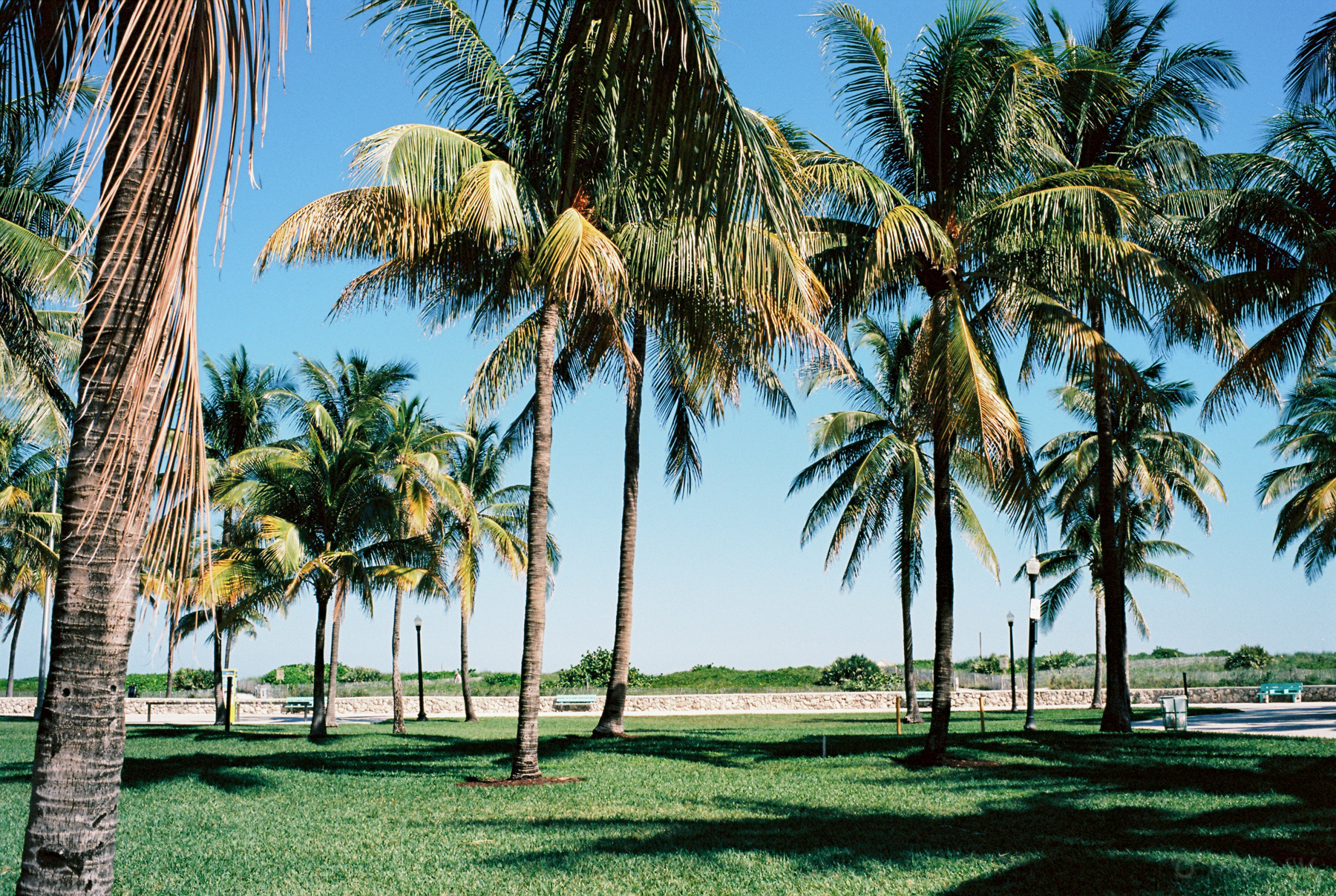 Palms in South Beach | Voigtländer Bessa R3M | Nokton 35mm 1.4 SC | Kodak Ektar 100