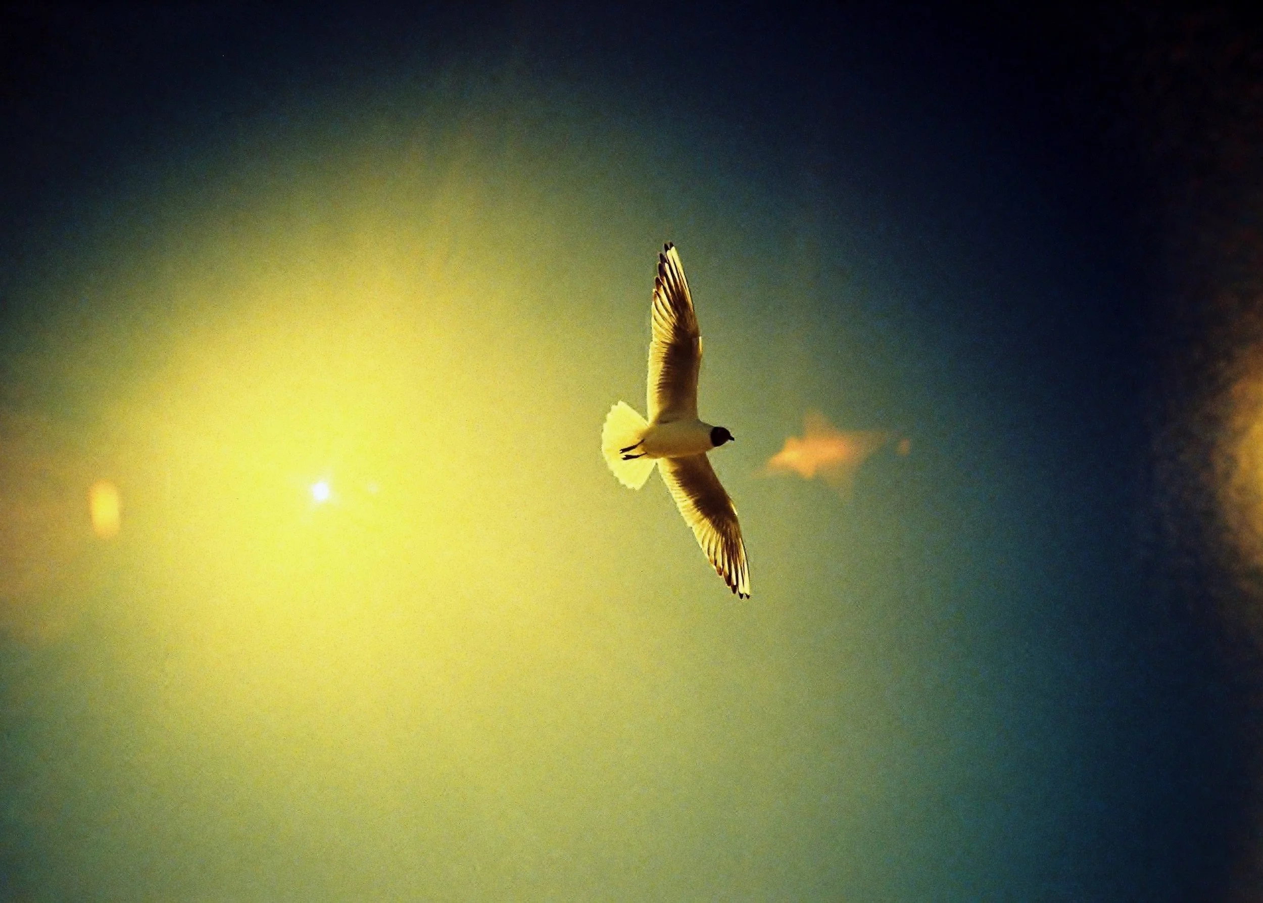 Wings Are Wide, Olympus XA, Kodak Elitechrome, xpro