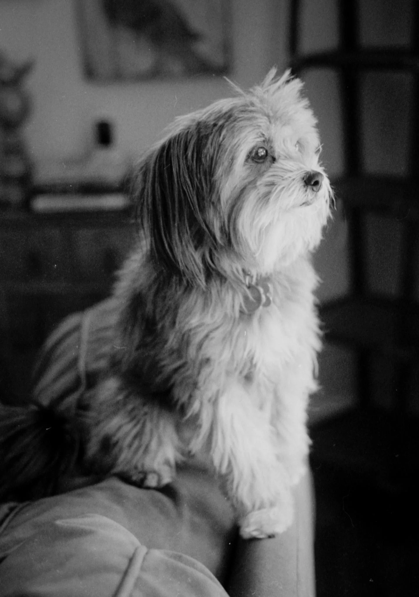 Charlie - 10 years old TriX