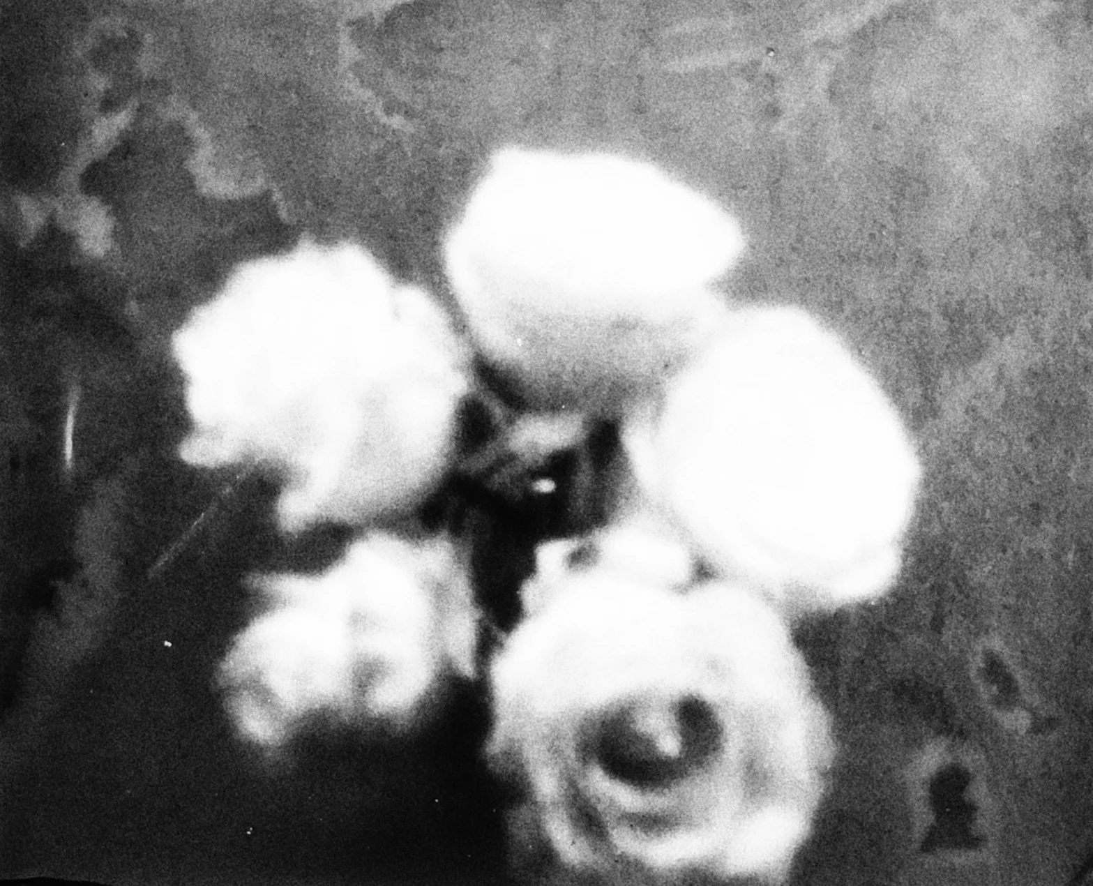 roses_polaroid-250_polaroid-667_transfer-onto-glass_keith-mendenhall.jpg