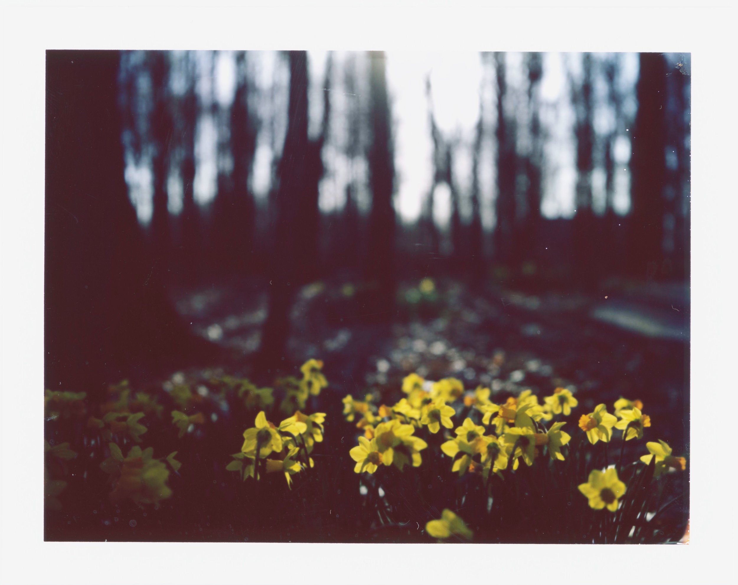 spring beginnings | Land camera | FP100c | tracey bos
