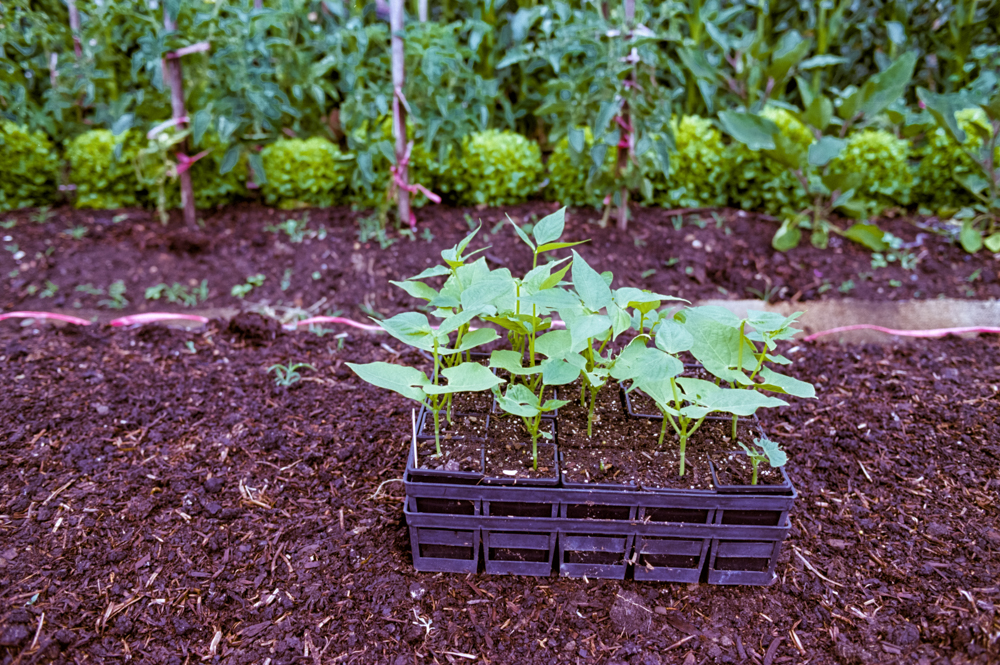 New Beginnings | Raj Mohan | Nikon F3HP | Kodak Ektar