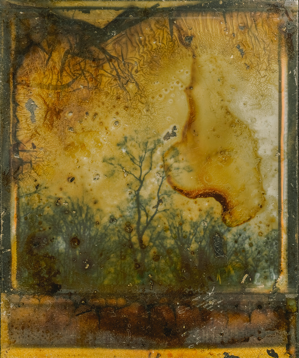 Yellow Tree | Polaroid SX70 | Impossible Color, manipulated | Jean Francois Flamey