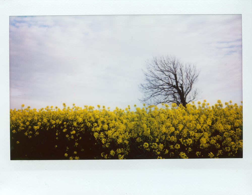 Yellow Oilseed | Fuji Instax Wide 210 | Roger Harrison