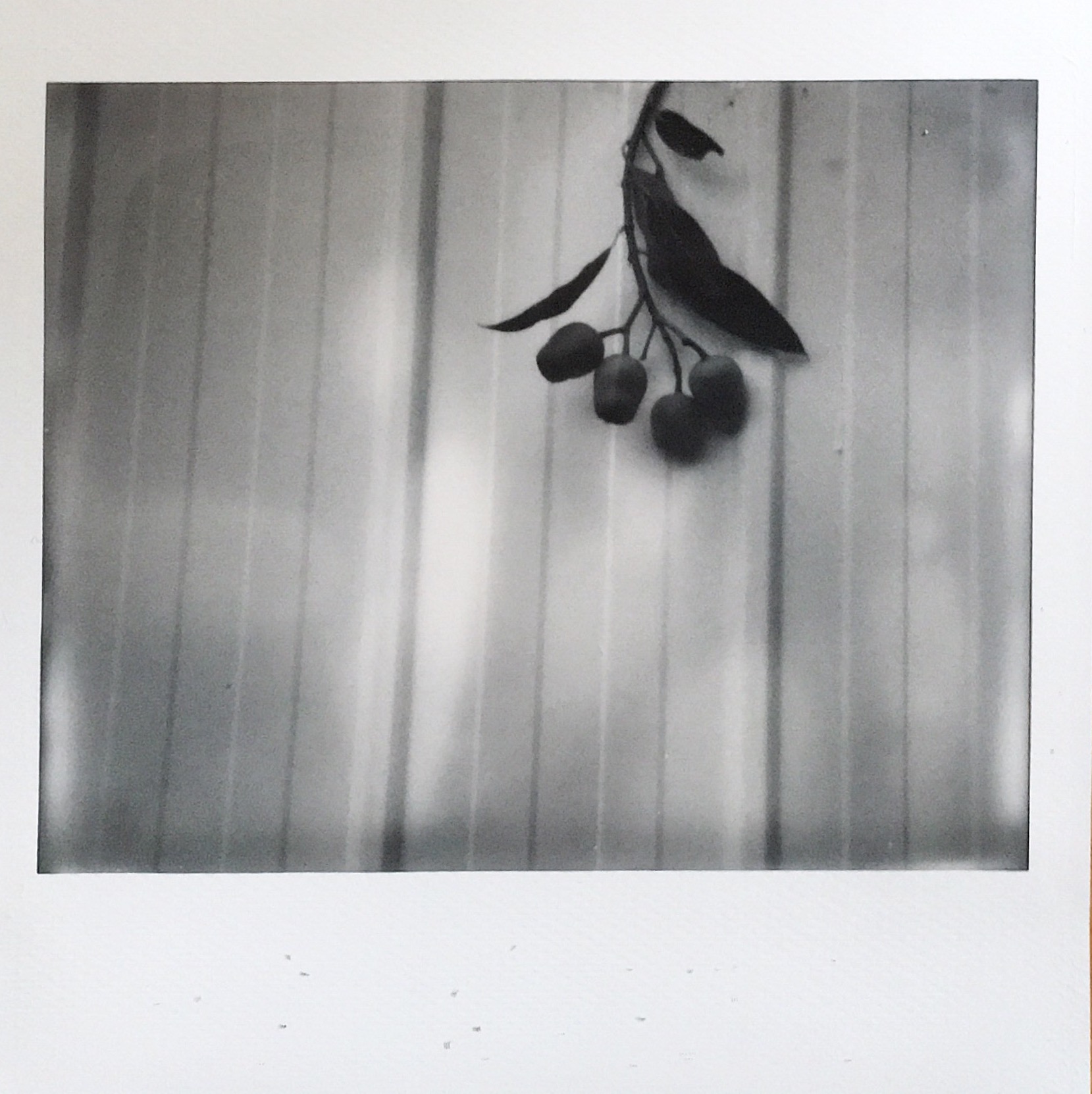 Gumnuts | Polaroid Spectra | Impossible B&W | Lucinda Nicholas