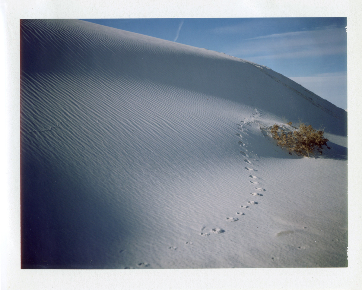 Untitled | Polaroid Automatic 100 | Barbara Justice