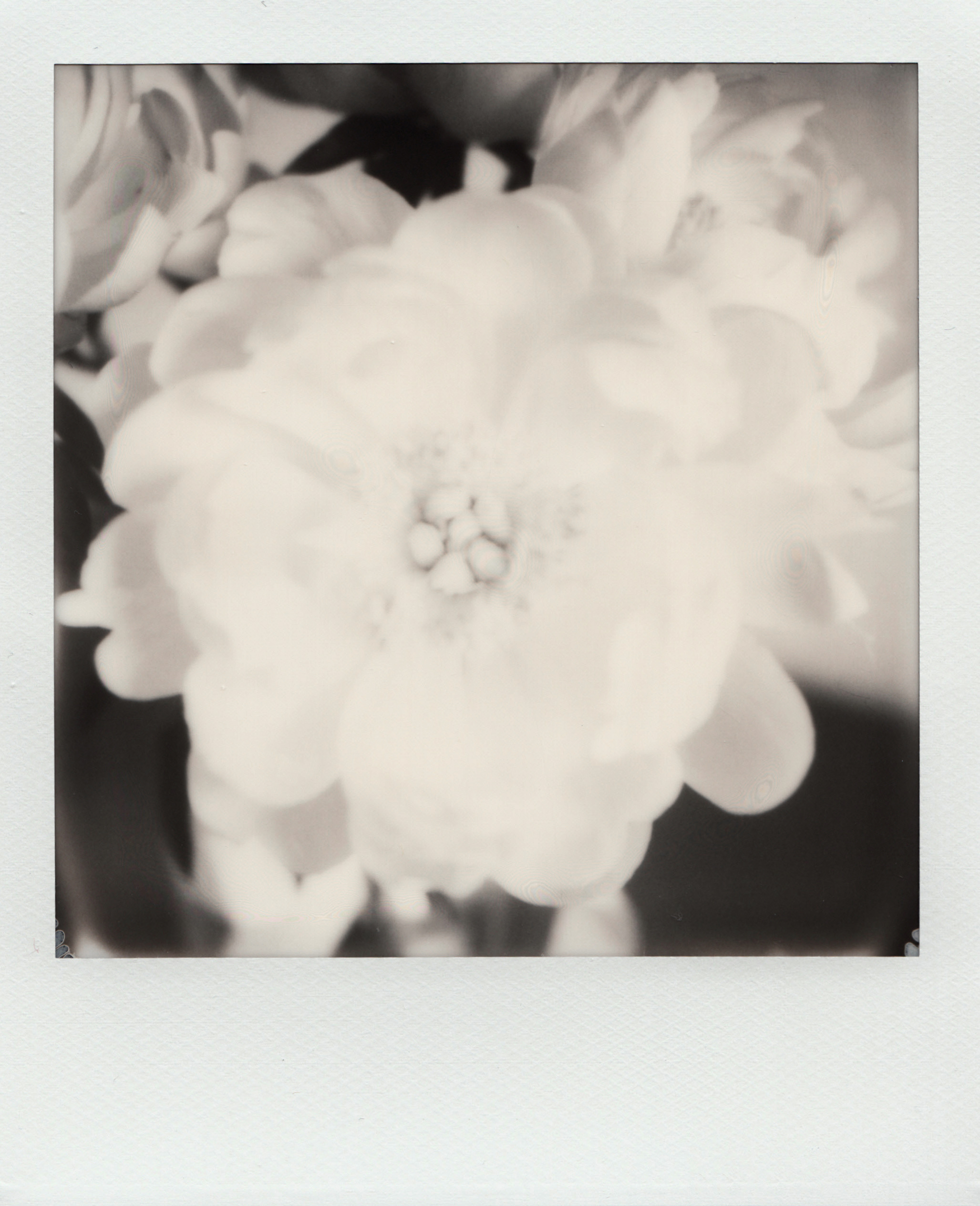 Peonies | Polaroid SX70| Impossible Project 70 Black & White Film | Ioana Taut