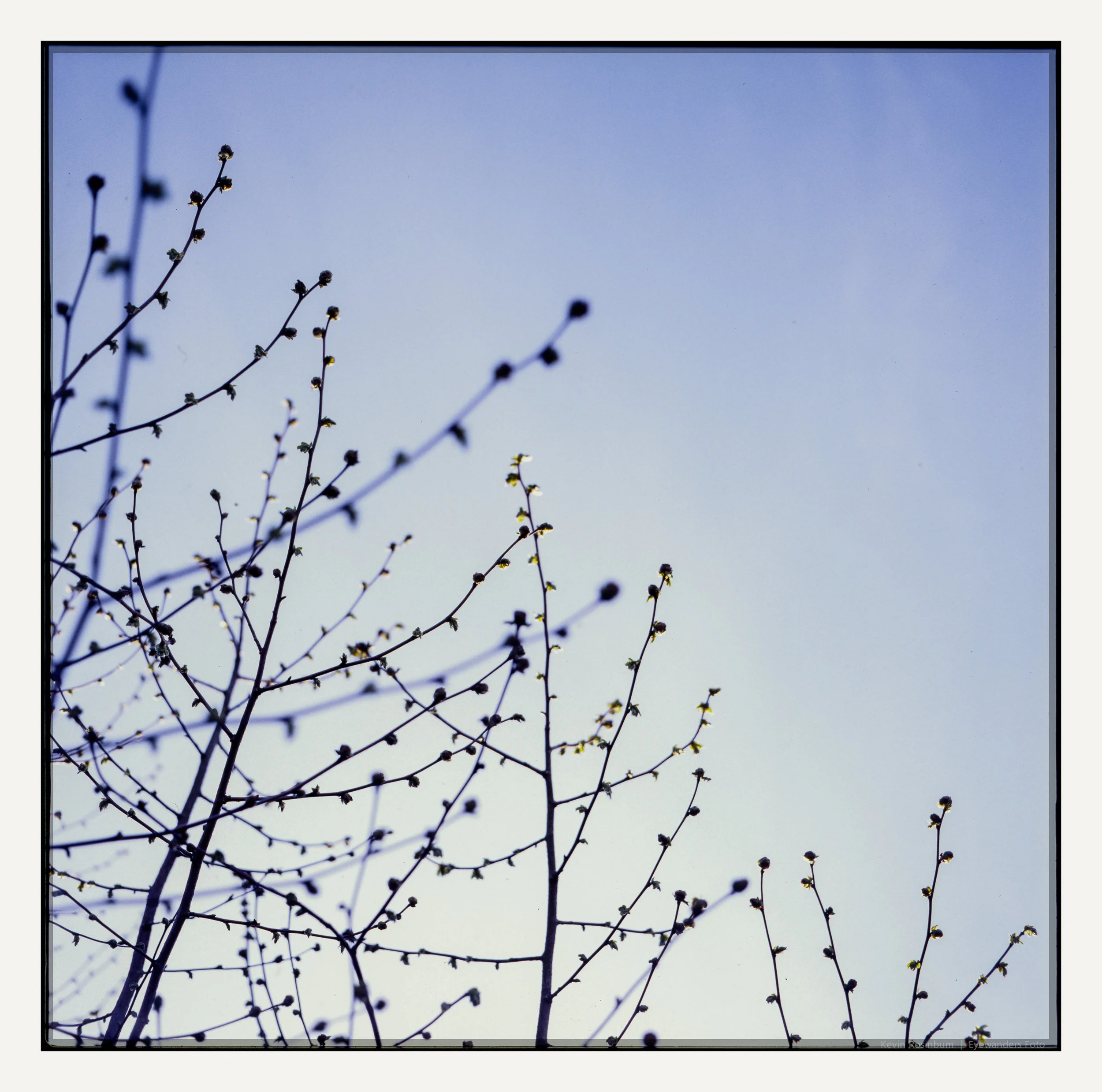 Bring Me Peace | Kevin Rosinbum
