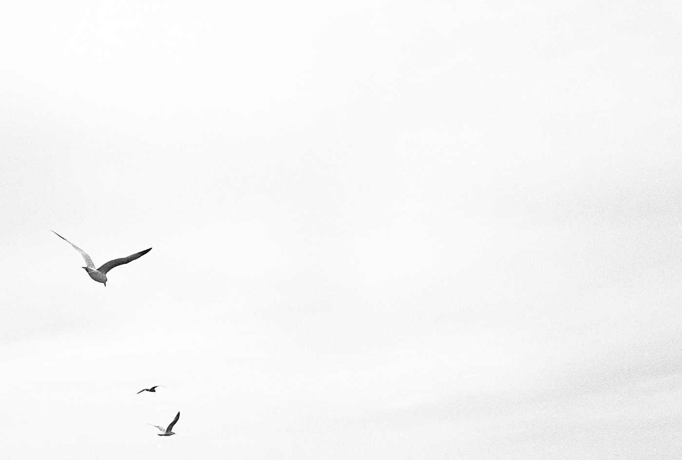 Three Gulls | Nikon F100 | 50mm F 1.8D | Ilford HP5 | Louis Sousa